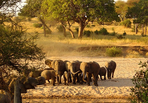 elephants tarangire tanzanie
