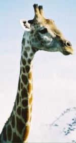 girafe namibie