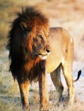 lion namibie
