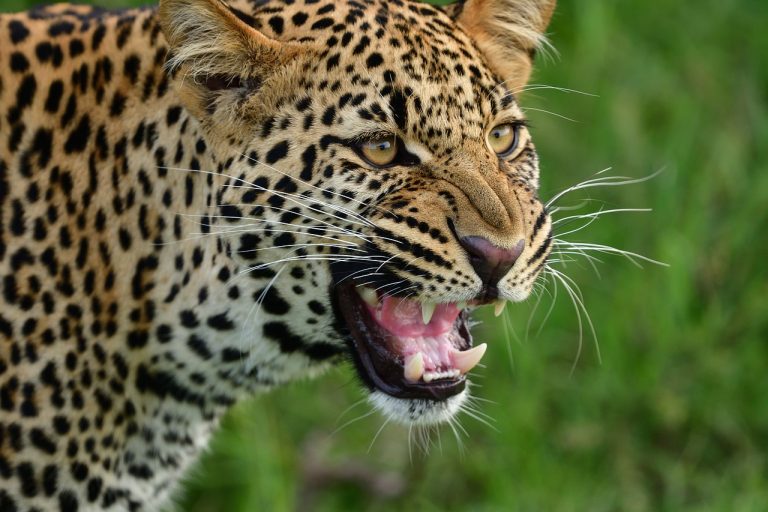 masai mara leopard