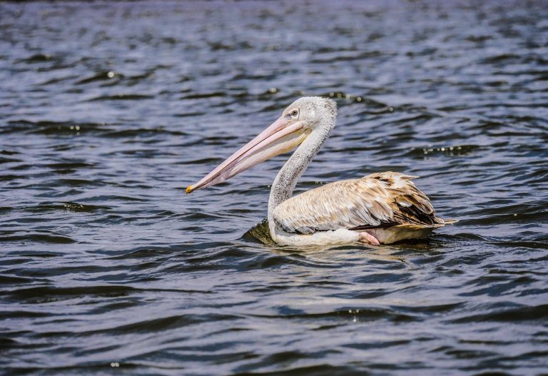 naivasha pelican