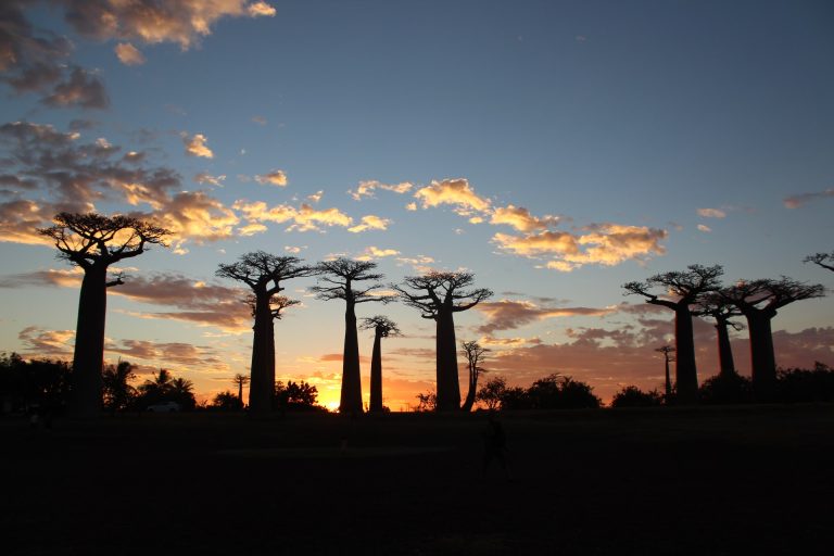 avenue des baobabs