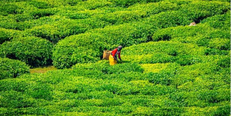 akagera plantation de thé