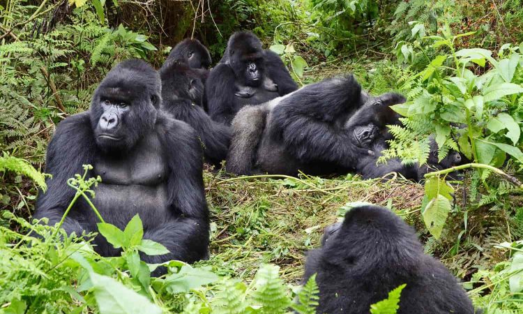 foret impenetrable bwindi gorilles