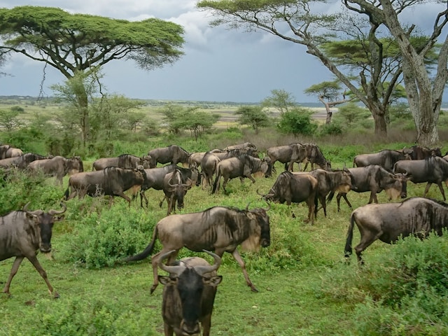lac ndutu tanzanie