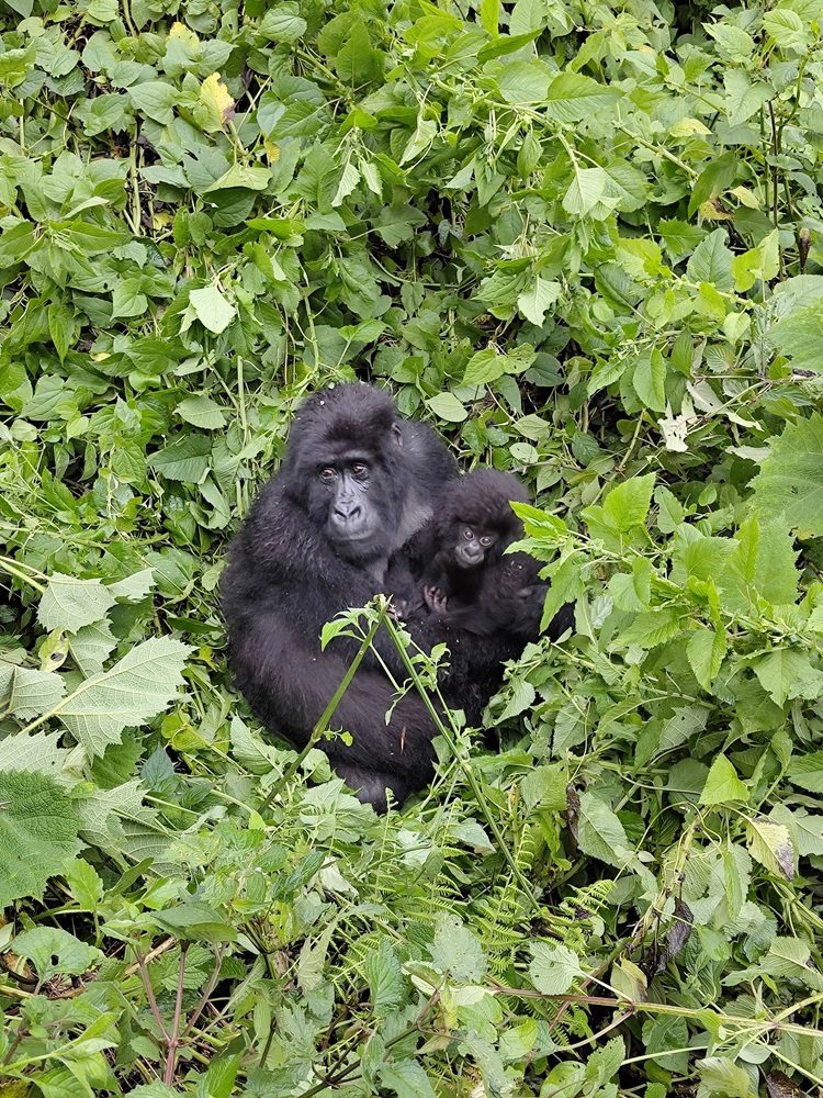 gorille avec son bébé