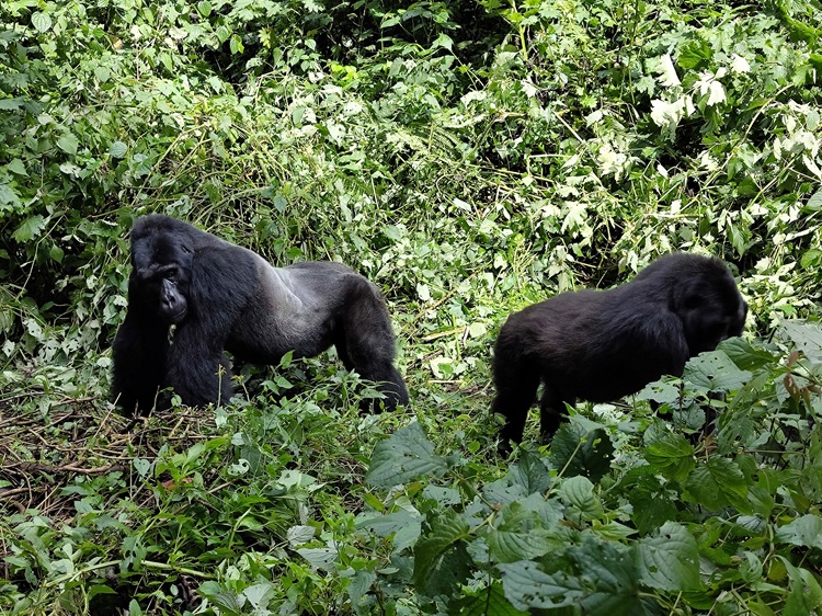 gorille dos argenté
