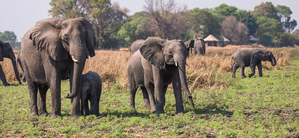 Musekese Elephants zambie