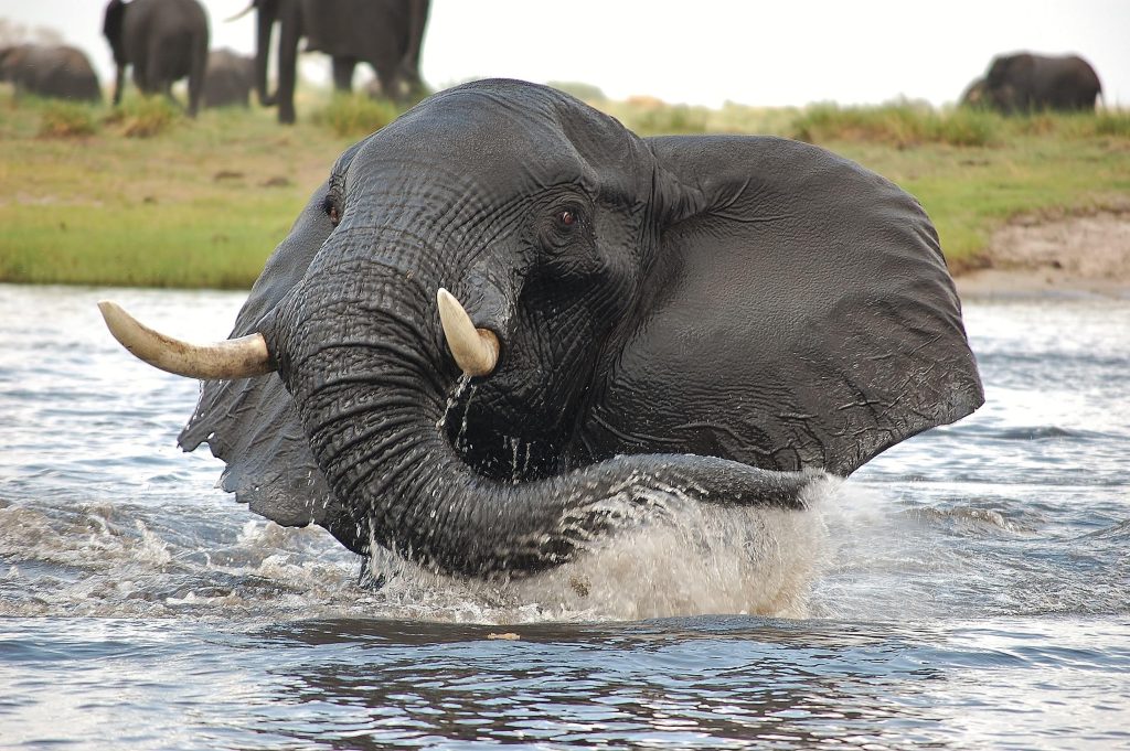 elephant dans l'eau zambie