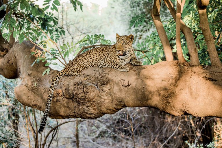 léopard south luangwa zambie
