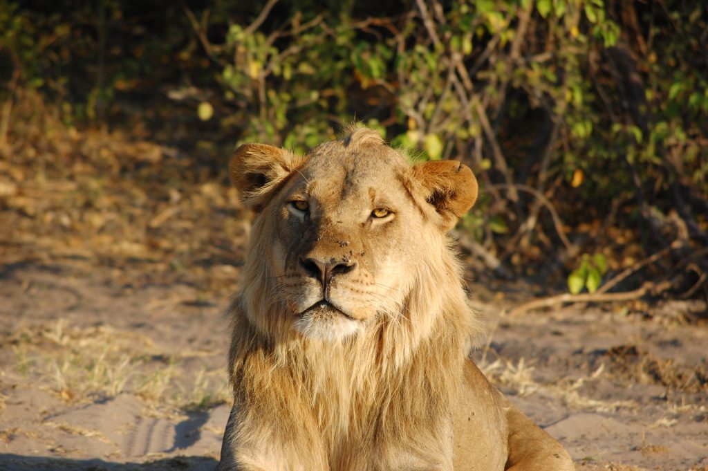 lion zambie