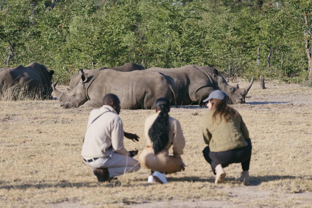 safari a pied rhinoceros zambie