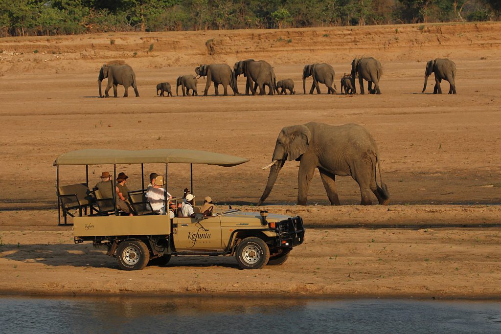 safari elephants zambie